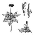 Hand drawn set of ginseng plant, oil and roots. Vintage vector sketch Royalty Free Stock Photo