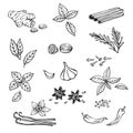 Hand drawn set with herbs and spices. Design elements isolated on white. Cooking icons. Vector illustration Royalty Free Stock Photo