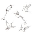 Hand drawn set with hummingbird. Vector illustration.