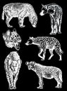 Graphical set of hyenas isolated on black background, vector engraved illustration Royalty Free Stock Photo