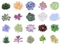 Hand drawn set icon. Succulents in flat style. Graphics sketch home desert flower. Vector illustration, isolated color