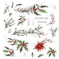 Set of winter flowers poinsettia, white mistletoe, Holly isolated on a white background. realistic hand-drawn doodles, colorful