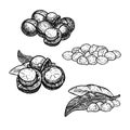 Hand drawn set of macadamia nuts, huddles with leaves. Vintage vector sketch