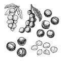 Hand drawn set of macadamia nuts. Vintage vector sketch