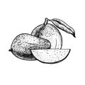 Hand drawn set of mango. Vintage vector sketch