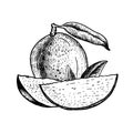 Hand drawn set of mango. Vintage vector sketch