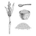 Hand drawn set of millet. Vector sketch