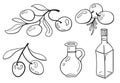 Hand drawn set of olives, leaves and olive oil bottles Royalty Free Stock Photo