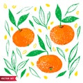 Hand drawn set of orange fruit with texture. Food element collection. Vector illustration of tangerines with leaves