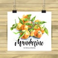 Hand drawn set of orange fruit with texture. Food element collection. Vector illustration of mandarines with leaves Royalty Free Stock Photo