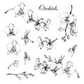 Hand drawn set with orchid flowers. Black and white vector illustration isolated on white Royalty Free Stock Photo
