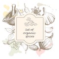 Hand drawn set of organic spices