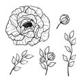 Hand drawn set of peonies flower, leaves isolated on white background. Decorative vector sketch illustration. Floral line art Royalty Free Stock Photo