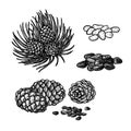 Hand drawn set of pine nuts and cones. Vintage vector sketch