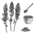 Hand drawn set of quinoa plant porridge in bowl, spoon and seeds. Vintage vector sketch Royalty Free Stock Photo