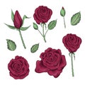 Hand drawn set of roses, rose buds and leaves Royalty Free Stock Photo