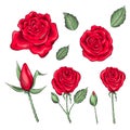 Hand drawn set of roses, rose buds and leaves Royalty Free Stock Photo