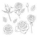 Hand drawn set of roses, rose buds and leaves Royalty Free Stock Photo