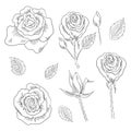 Hand drawn set of roses, rose buds and leaves Royalty Free Stock Photo