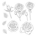 Hand drawn set of roses, rose buds and leaves Royalty Free Stock Photo