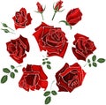 Hand drawn set of roses, rose buds and leaves on white background Royalty Free Stock Photo
