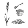 Hand drawn set of spelt plant porridge in bowl, spoon and seeds. Vintage vector sketch