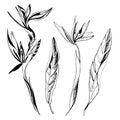 Hand drawn set with strelizia flower isolated on white