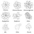 Hand drawn set succulent in style outline doodle. Graphics sketch home desert flower. Vector illustration, isolated