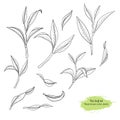 Hand drawn set tea-tree leaves. Black line botanical drawing