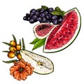 Hand drawn set of tropical fuits. Vector colored isolated objects. Sliced pear, sea buckthorn, watermelon, grape, fig