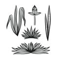 Hand drawn set of tropical plants Royalty Free Stock Photo
