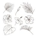 Hand drawn set with tropics leaves and hibiscus flowers. Vector botanical illustration. Royalty Free Stock Photo