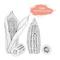 Hand drawn set vector sketch corn
