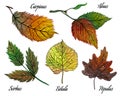 Hand drawn set of watercolor leaves. Colorful autumn leaves of birch, alder, hornbeam, poplar. Royalty Free Stock Photo