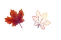 Hand-drawn set of watercolor maple leaves