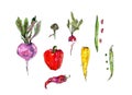 Hand drawn set with watercolor vegetables. Beetroot, radish, carrot, beans, peas, pod, artichoke, chili pepper, bell