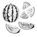 Hand drawn set of watermelon. Vector sketch