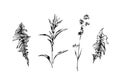 Hand drawn set of weed field herbs. Outline plants painting by ink. Sketch or doodle style botanical vector illustration. Black