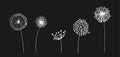 Hand drawn set of white dandelion in cute doodle style. Vector illustratin