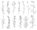 Hand drawn set of wild herbs. Outline plants drawing, botanical vector illustration. Black isolated on white background Royalty Free Stock Photo