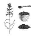 Hand drawn set of wild rice. Vector sketch Royalty Free Stock Photo