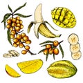 Hand drawn set of yellow tropical fuits. Vector colored isolated objects. Sea buckthorn branch and berry, banana, mango