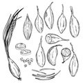 Shallot onion Allium ascalonicum. Vector sketch illustration