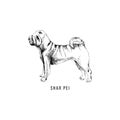 Hand drawn Shar Pei