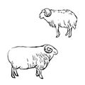 hand drawn sheeps