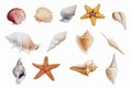 Hand drawn shellfish and starfish on white background. Royalty Free Stock Photo