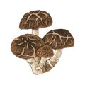 Hand drawn shiitake mushroom