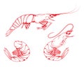 Hand Drawn Shrimp Set. Sea Food. Sea Fish. Shrimp.Tasty Seafood. Ocean Sport Fishing. Fresh Seafood Product. Delicious Baked Royalty Free Stock Photo