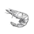 Hand Drawn Shrimp Vector Illustration. Abstract Seafood Sketch. Prawn Engraving Style Drawing. Isolated