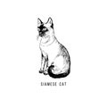 Hand drawn siamese cat